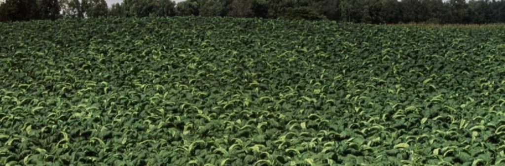Tobacco plants growing in a Spanish field