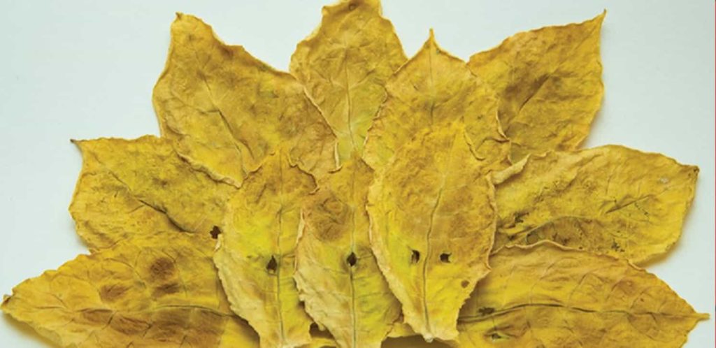 Sun-cured Oriental tobacco leaves